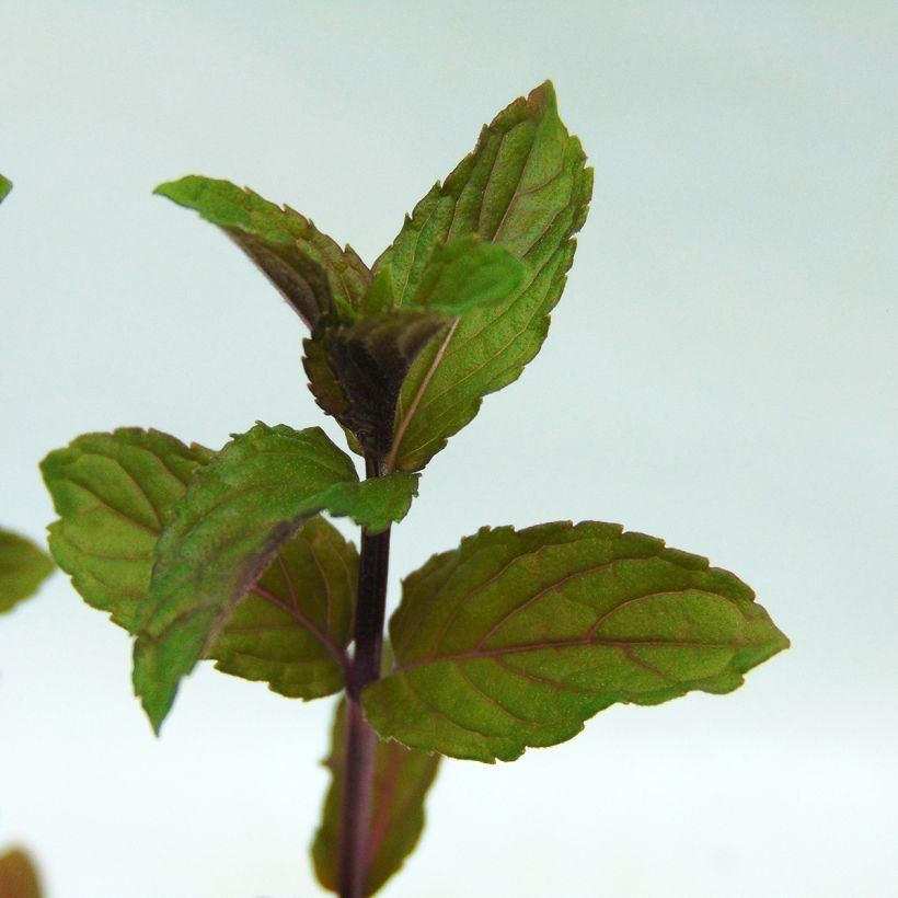 Menta piperita - Menta negra (Follaje)