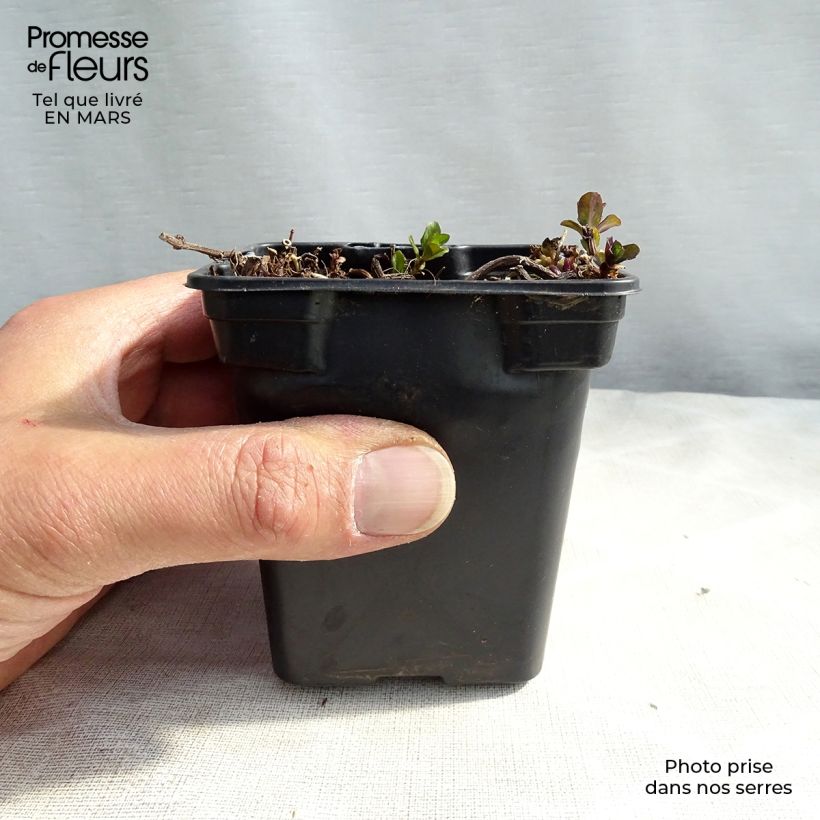 Menthe poivrée - Mentha piperita Godet de 8 cm Ejemplar entregado en invierno