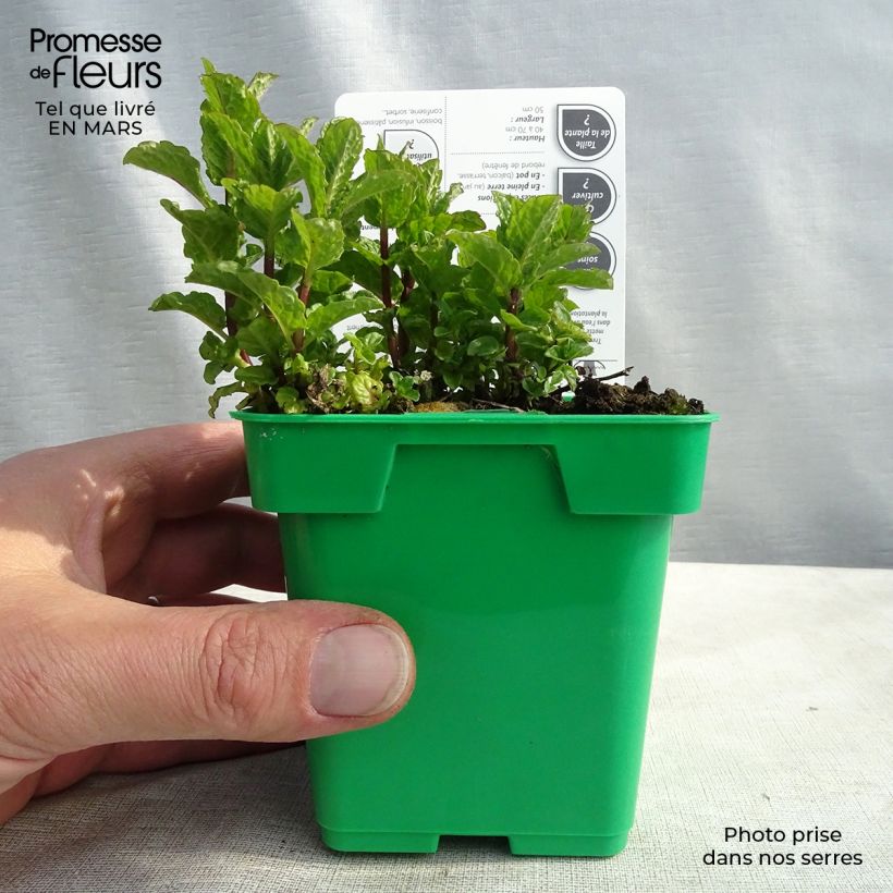 Menthe verte Hollywood - Mentha spicata Pot de 10 cm/11cm Ejemplar entregado en invierno