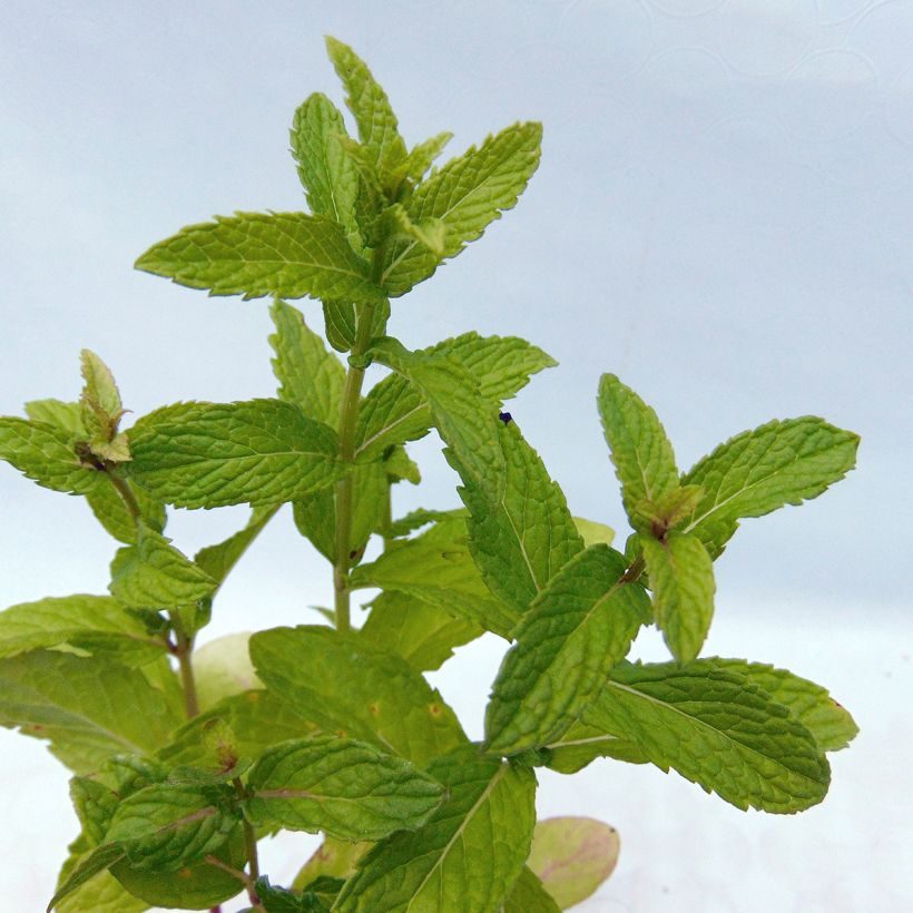 Hierbabuena - Mentha spicata (Follaje)