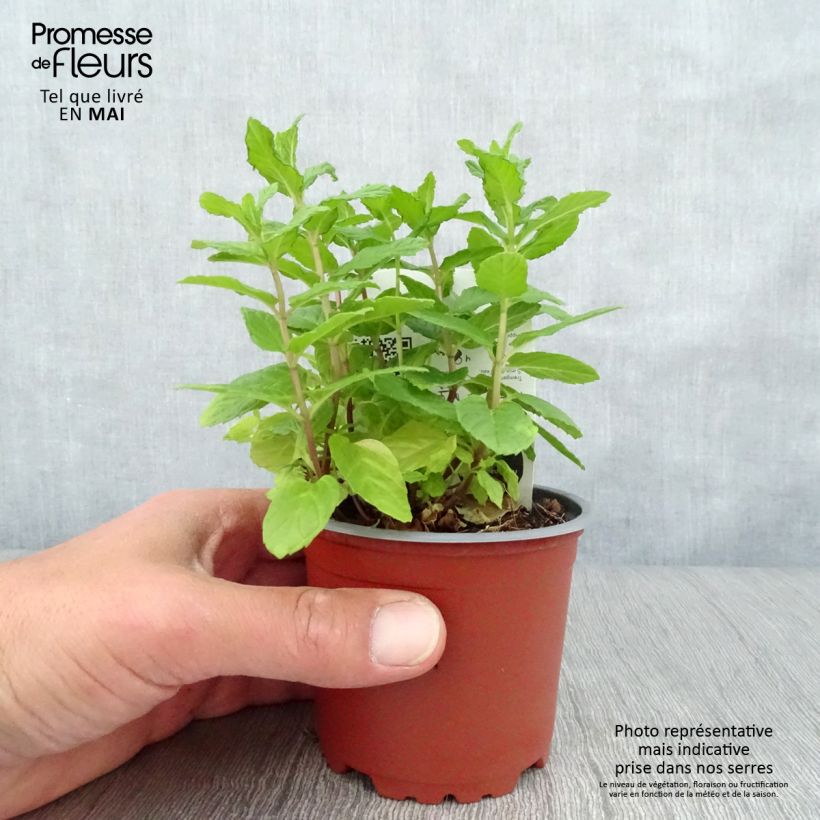 Menthe verte - Mentha spicata en plant BIO Pot de 10/11cm Ejemplar entregado en la primavera