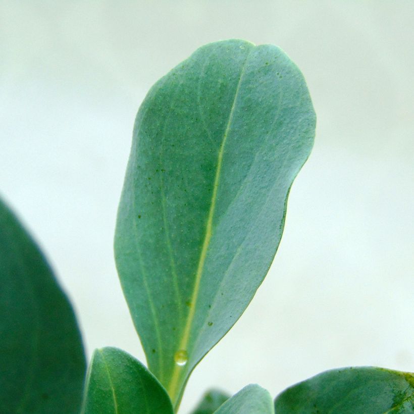 Ostra vegetal - Mertensia maritima (Follaje)