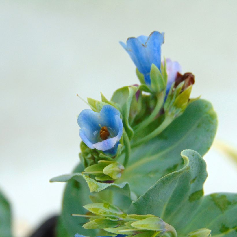 Ostra vegetal - Mertensia maritima (Floración)