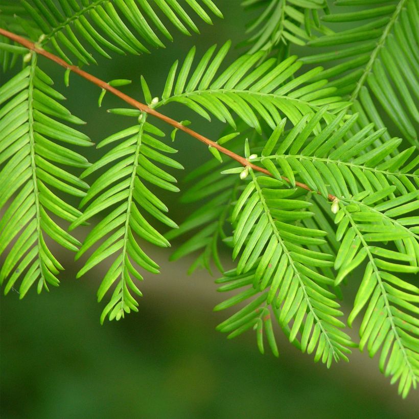 Metasequoia glyptostroboides - Metasecuoya (Follaje)