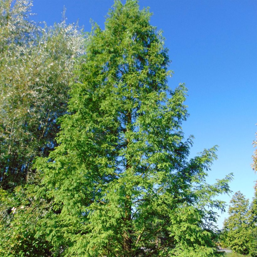 Metasequoia glyptostroboides - Metasecuoya (Porte)