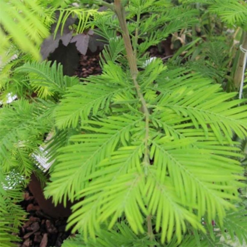 Metasequoia glyptostroboides Chubby - Metasecuoya (Follaje)