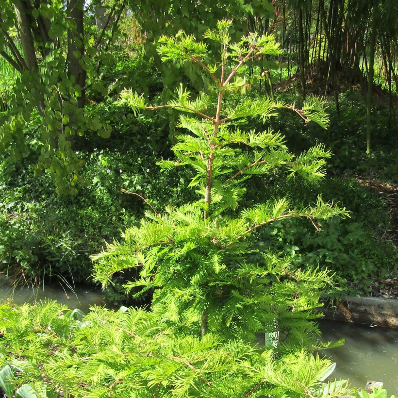 Metasequoia glyptostroboides Chubby - Metasecuoya (Porte)