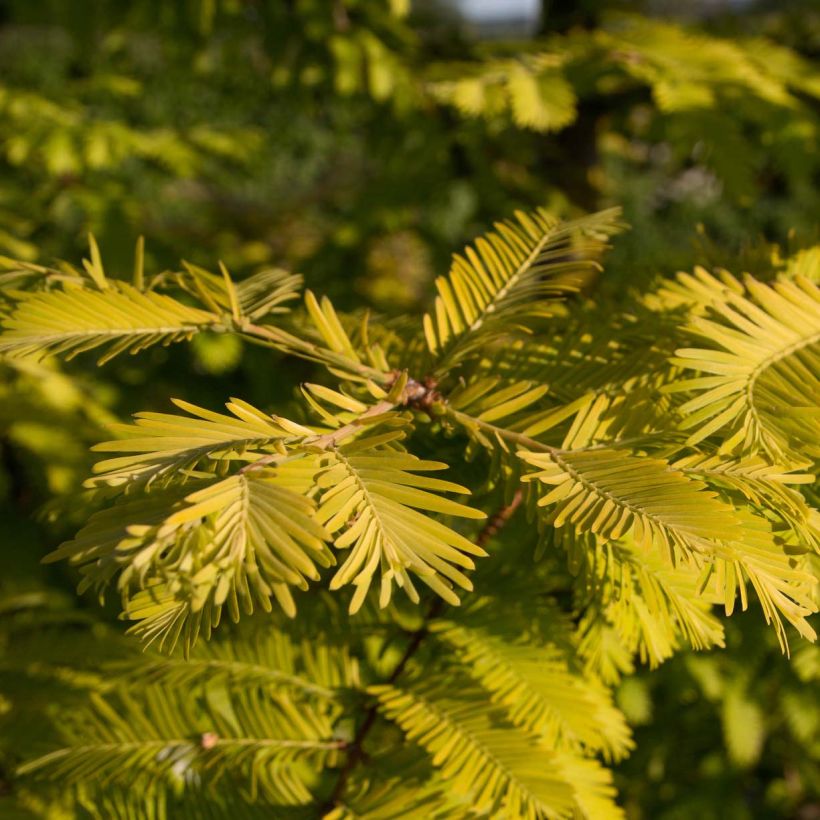 Metasequoia glyptostroboides Gold Rush - Metasecuoya (Follaje)