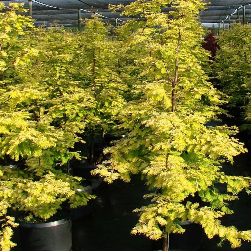 Metasequoia glyptostroboides Gold Rush - Metasecuoya (Porte)