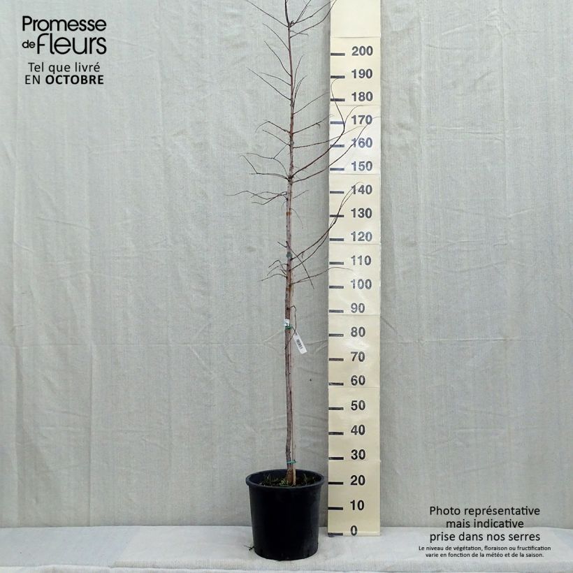 Ejemplar de Metasequoia glyptostroboides Gold Rush Pot de 12L/15L entregado en otoño