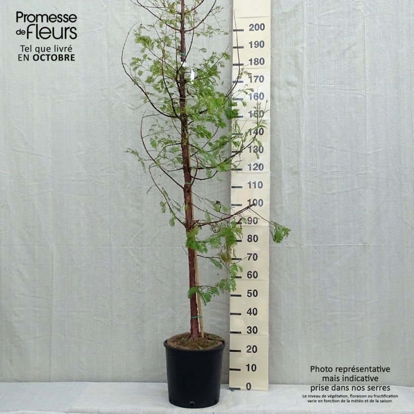 Ejemplar de Metasequoia glyptostroboides en pot de 18/20L entregado en otoño