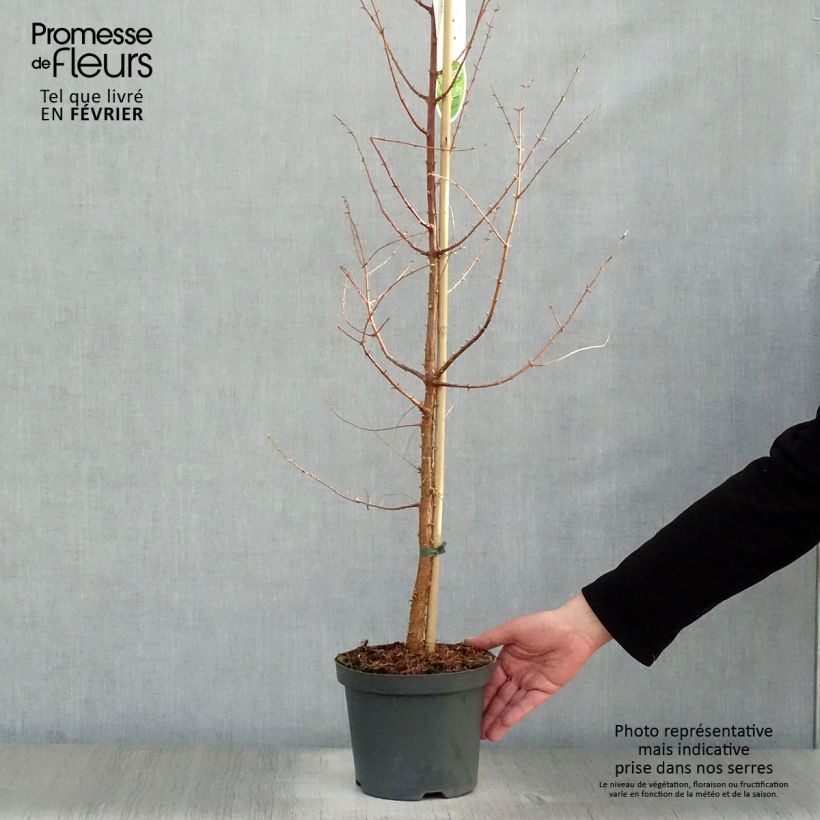 Metasequoia glyptostroboides en pot de 3L/4L Ejemplar entregado en invierno