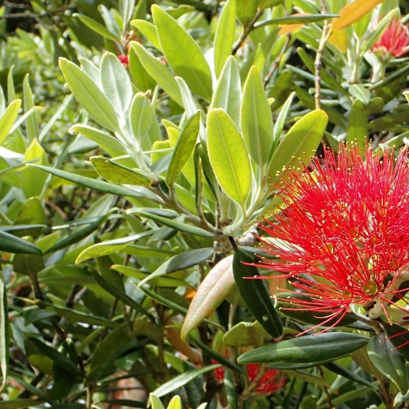 Metrosideros excelsa (Follaje)