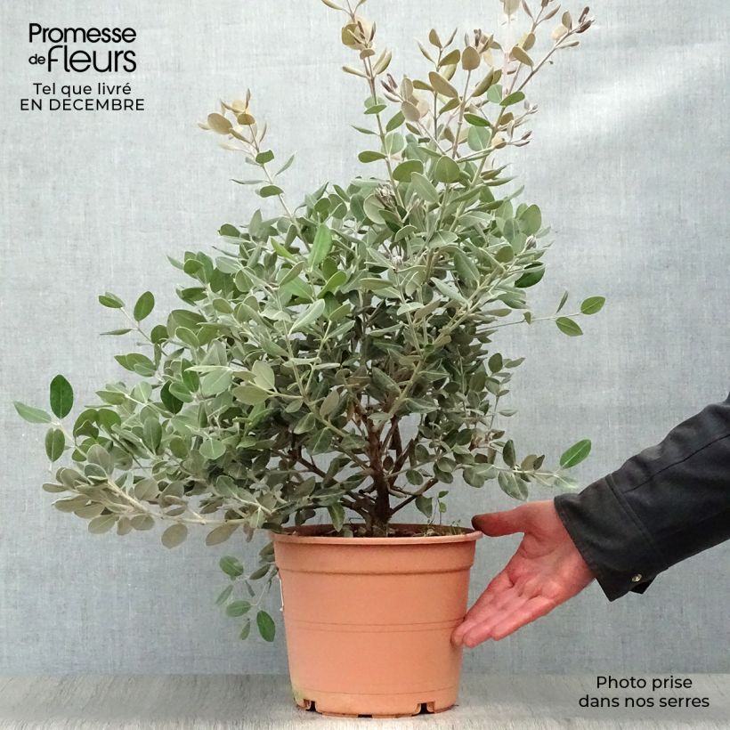 Metrosideros excelsa - Arbre de Noël de Nouvelle-Zélande en pot de 7,5L/10L Ejemplar entregado en invierno