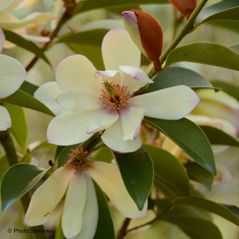 Magnolia Fairy Lime (Floración)