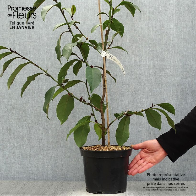 Michelia (x) foggii Allspice - Michelia hybride Pot de 5L Ejemplar entregado en invierno