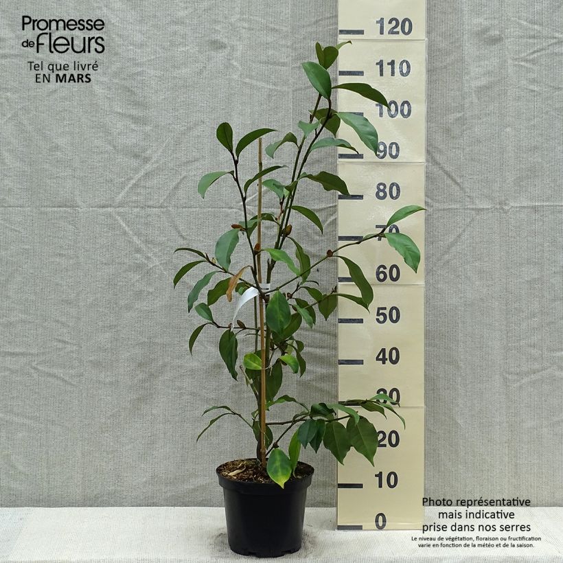 Magnolia foggii Allspice Maceta 4L/5LAltura de entrega aprox. 70/80cm Ejemplar entregado en la primavera