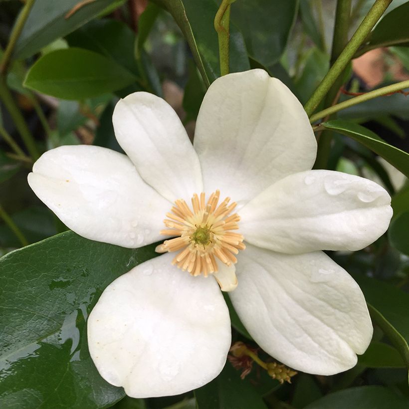 Magnolia yunnanensis - Michelia (Floración)