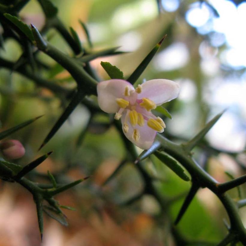 Lima dedo - Microcitrus australasica (Floración)