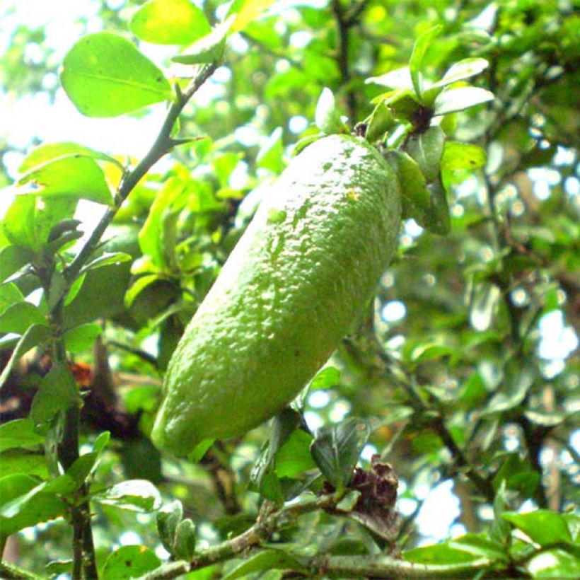 Lima dedo - Microcitrus australasica (Cosecha)