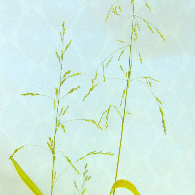 Milium effusum Aureum (Floración)