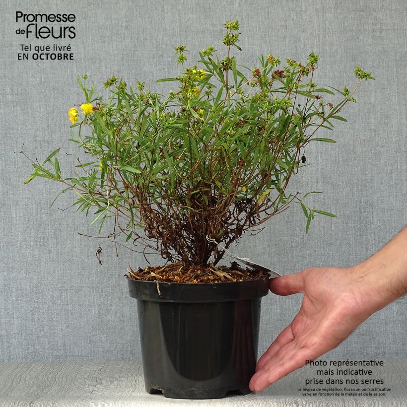 Ejemplar de Millepertuis - Hypericum densiflorum Buttercup Pot de 2L/3L entregado en otoño