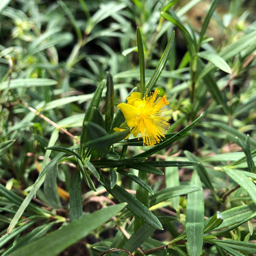 Hypericum densiflorum Buttercup - Hipérico (Follaje)