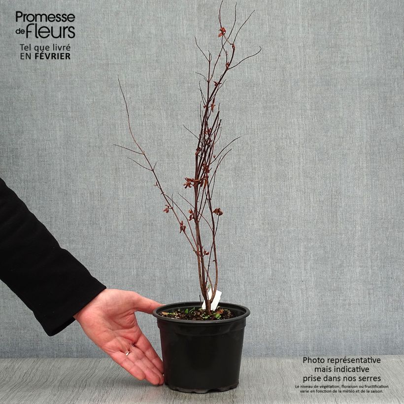 Millepertuis - Hypericum inodorum Elstead Pot de 1.5L/2L Ejemplar entregado en invierno