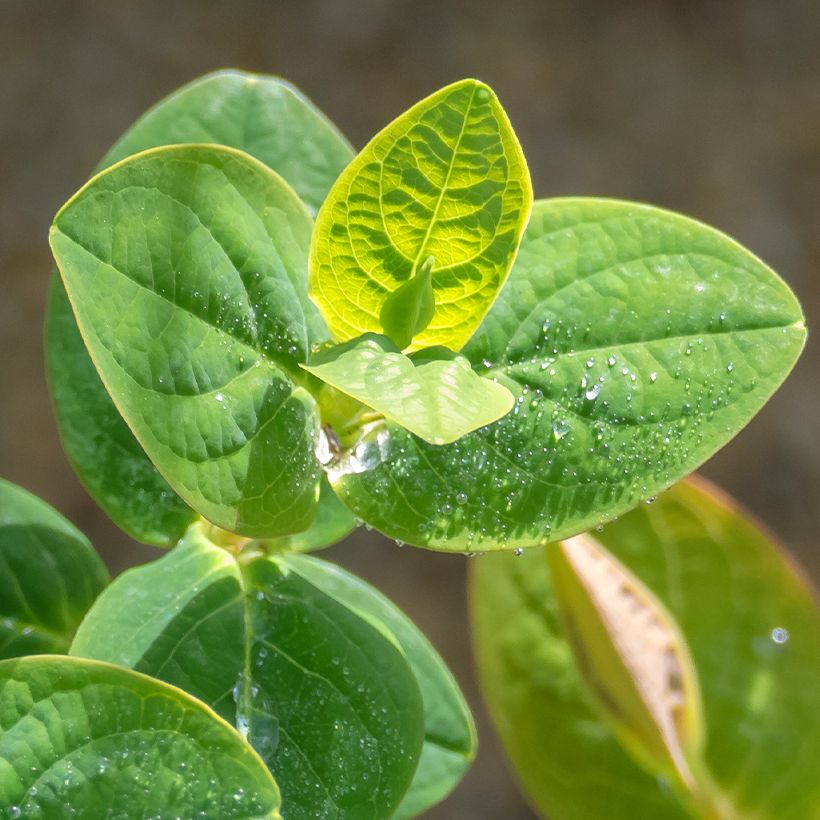 Hypericum inodorum Miracle Pistache - Hipérico (Follaje)