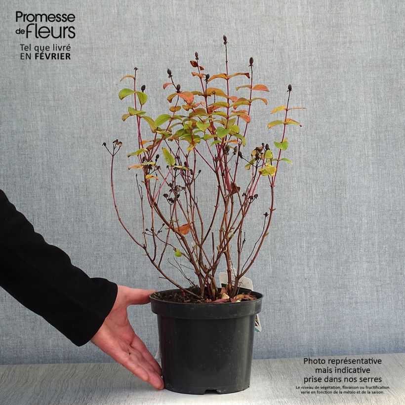 Millepertuis - Hypericum inodorum Rheingold Pot de 1L/1.5L Ejemplar entregado en invierno