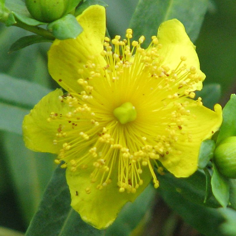 Hypericum kalmianum Cobalt-n-Gold - Hipérico (Floración)