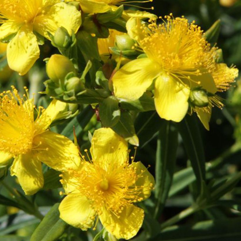 Hypericum kalmianum Sunny Boulevard - Hipérico (Floración)