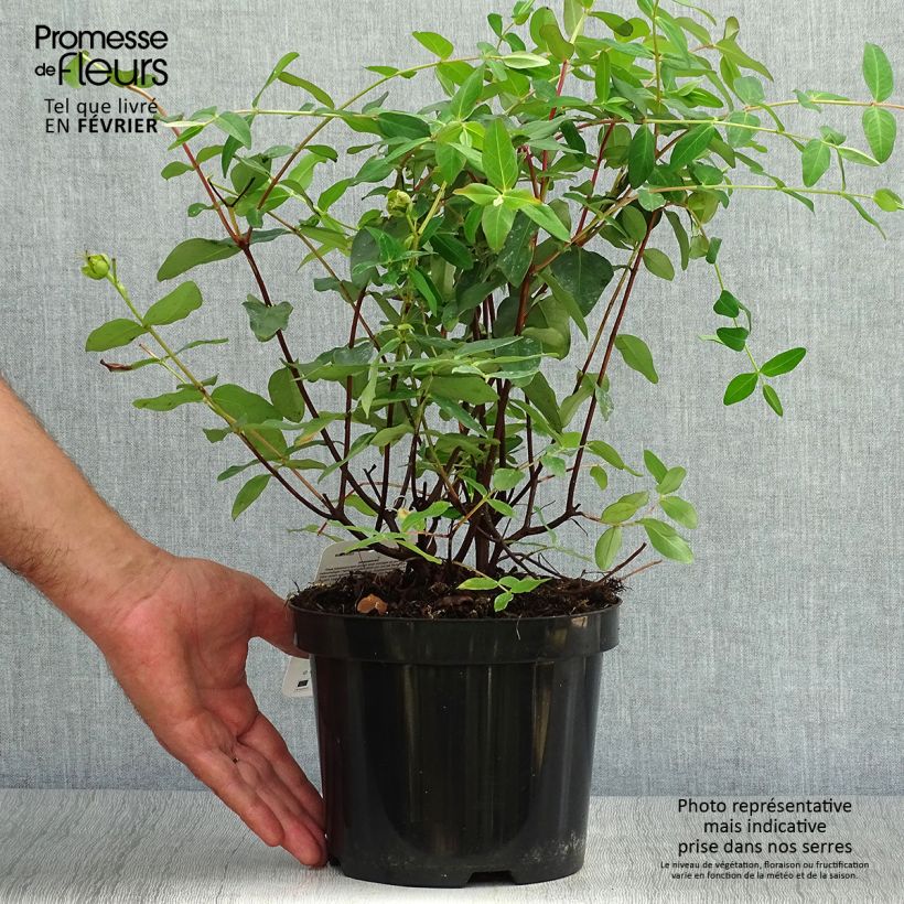 Ejemplar de Millepertuis - Hypericum (x) moserianum Pot de 2L/3L entregado en otoño