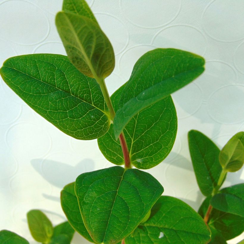 Hypericum inodorum Magical White - Hipérico (Follaje)