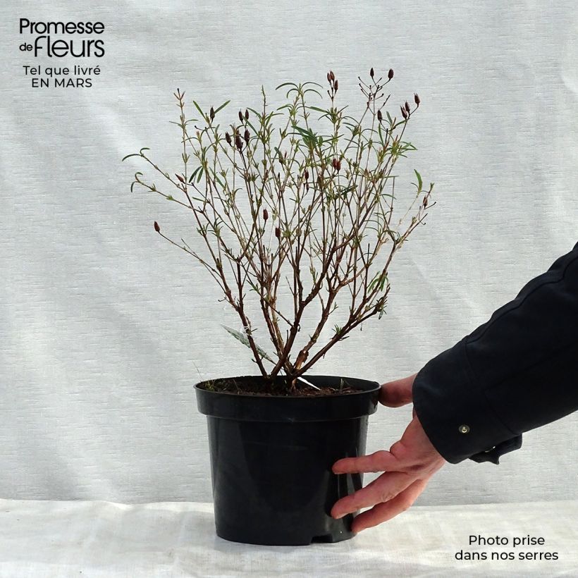 Hypericum kalmianum Gemo - Hipérico Maceta 3L/4LAltura de entrega aprox. 40/50cm Ejemplar entregado en la primavera