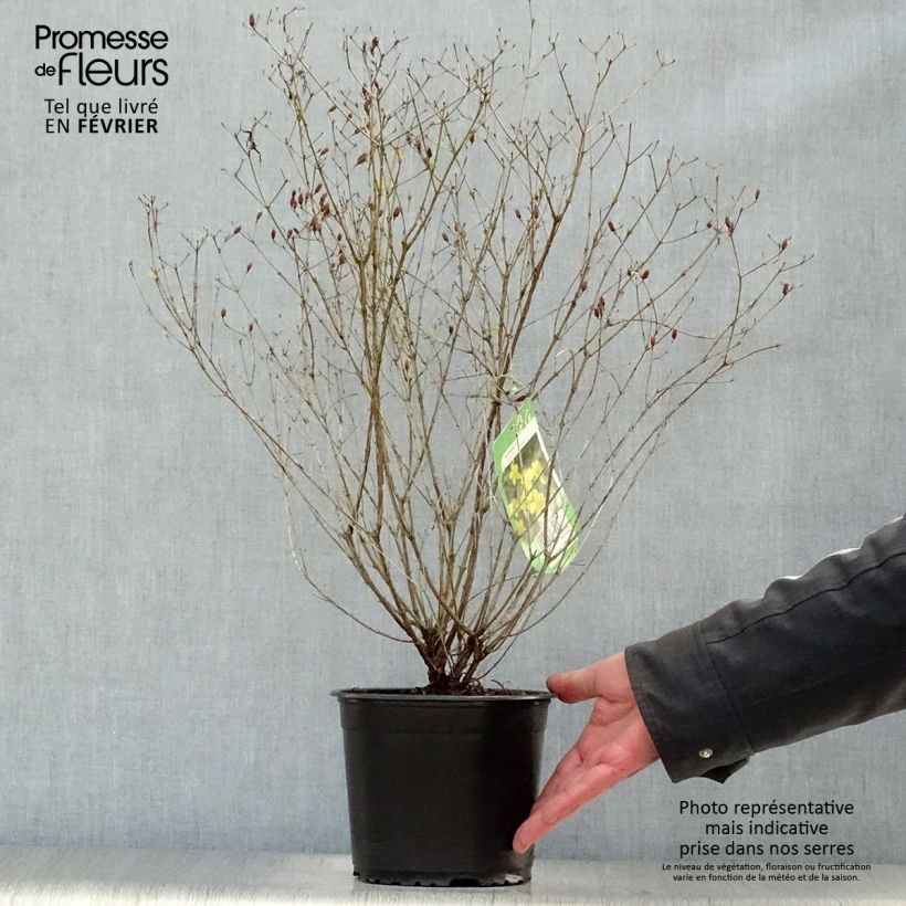 Millepertuis de kalmian - Hypericum kalmianum Gemo Pot de 3L/4L Ejemplar entregado en invierno