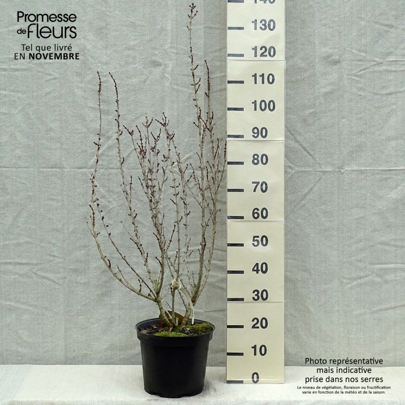 Ejemplar de Mimosa de Paris - Forsythia x intermedia Mindor en pot de 7,5l/10l entregado en otoño