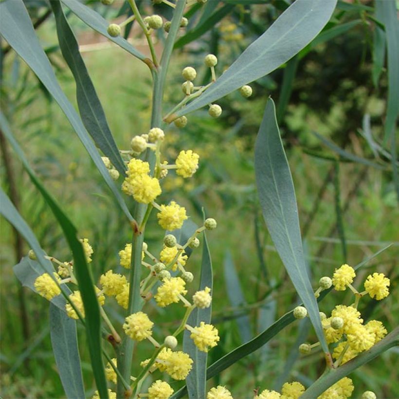 Acacia retinodes - Acacia amarilla (Follaje)