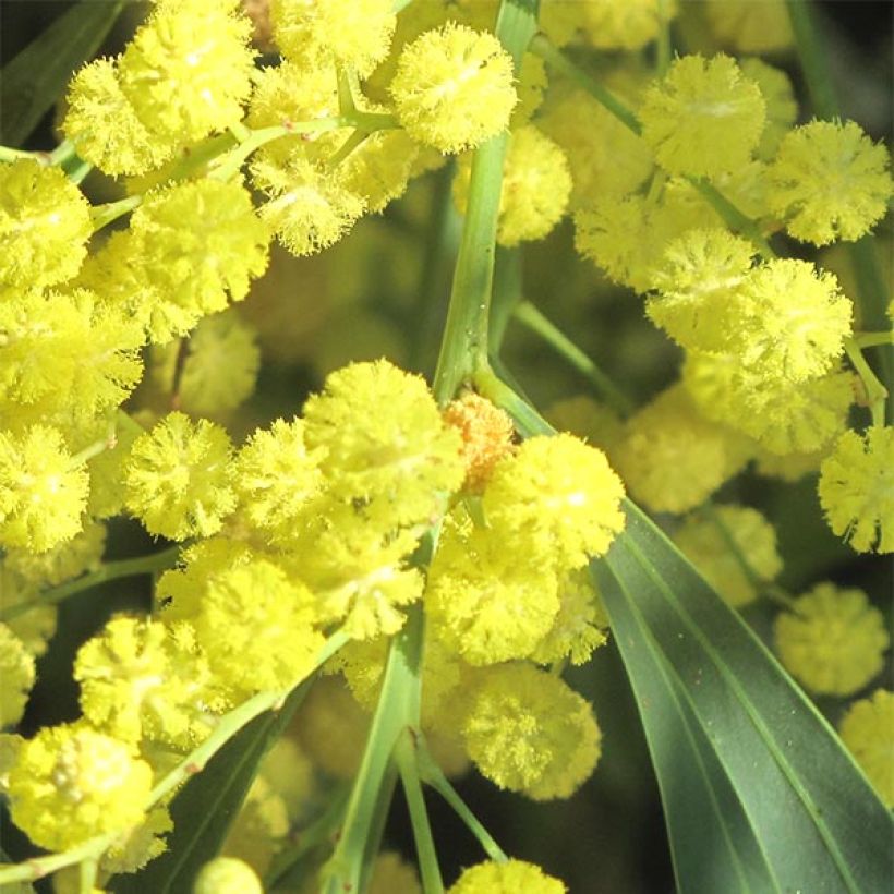 Acacia retinodes - Acacia amarilla (Floración)