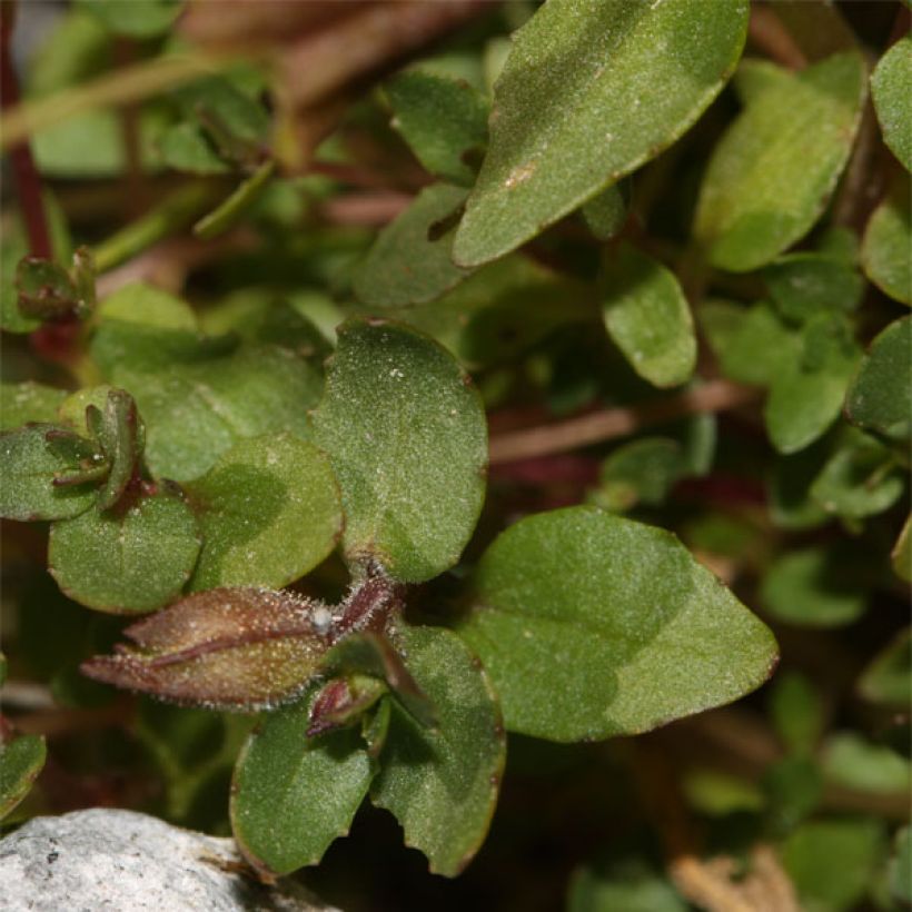 Mimulus tilingii (Follaje)