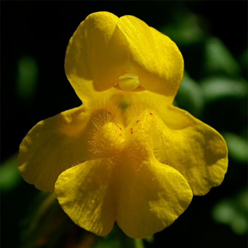 Mimulus tilingii (Floración)