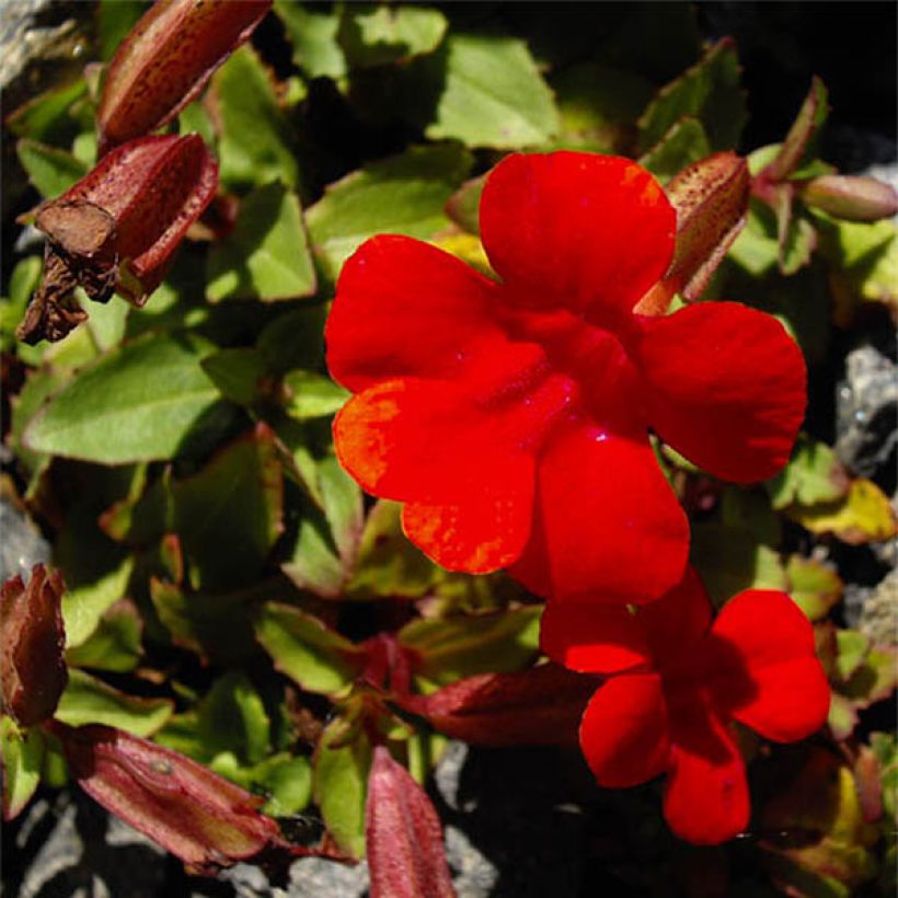 Mimulus cupreus Roter Kaiser (Floración)