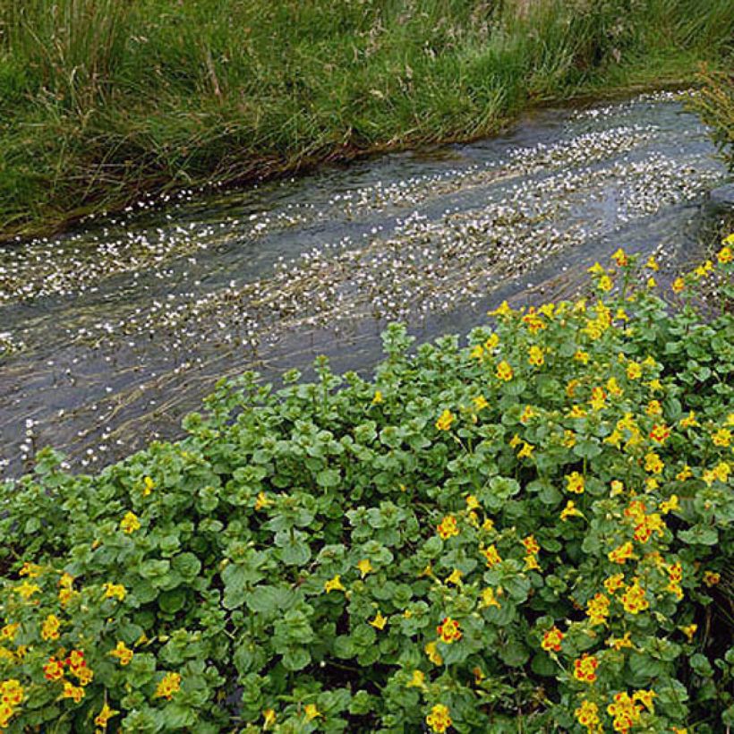 Mimulus luteus (Follaje)