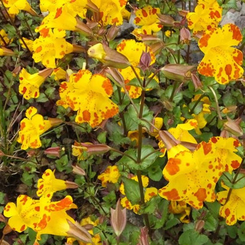 Mimulus luteus (Floración)