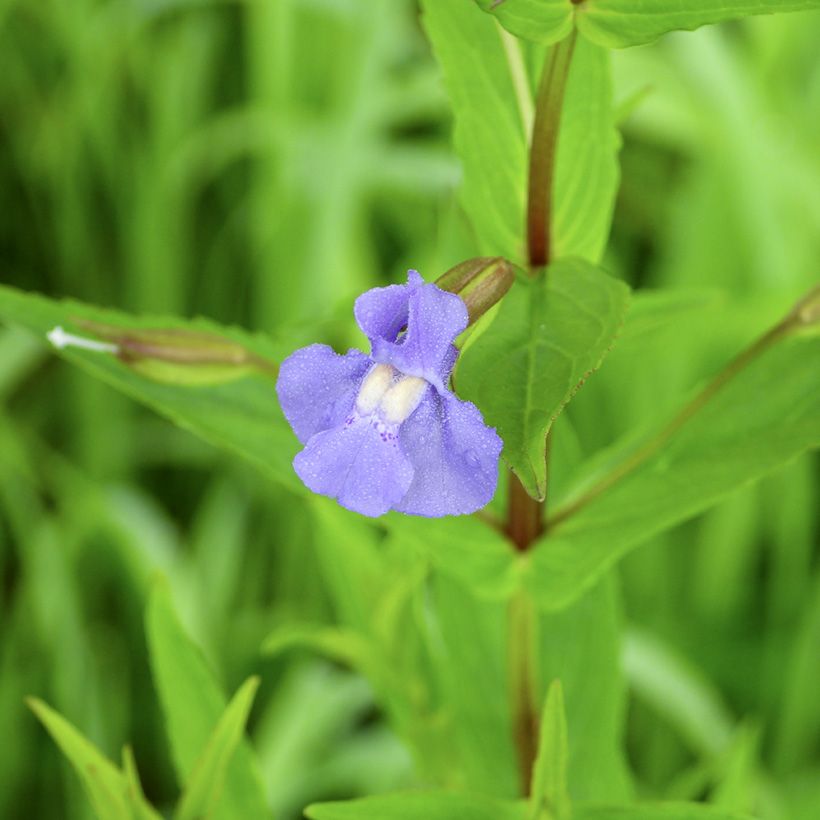 Mimulus ringens (Floración)