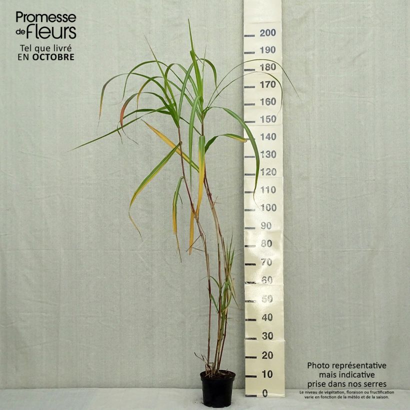 Ejemplar de Miscanthus Giganteus (floridulus) en pot de 2L/3L entregado en otoño