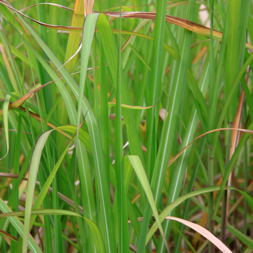 Miscanthus floridulus (Follaje)