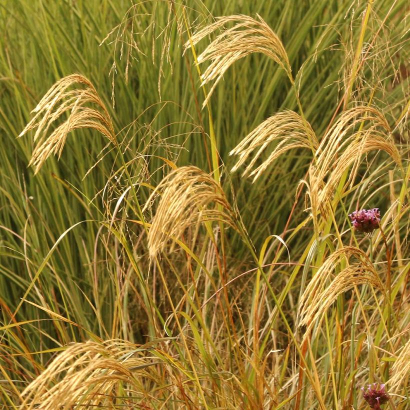 Miscanthus nepalensis (Floración)