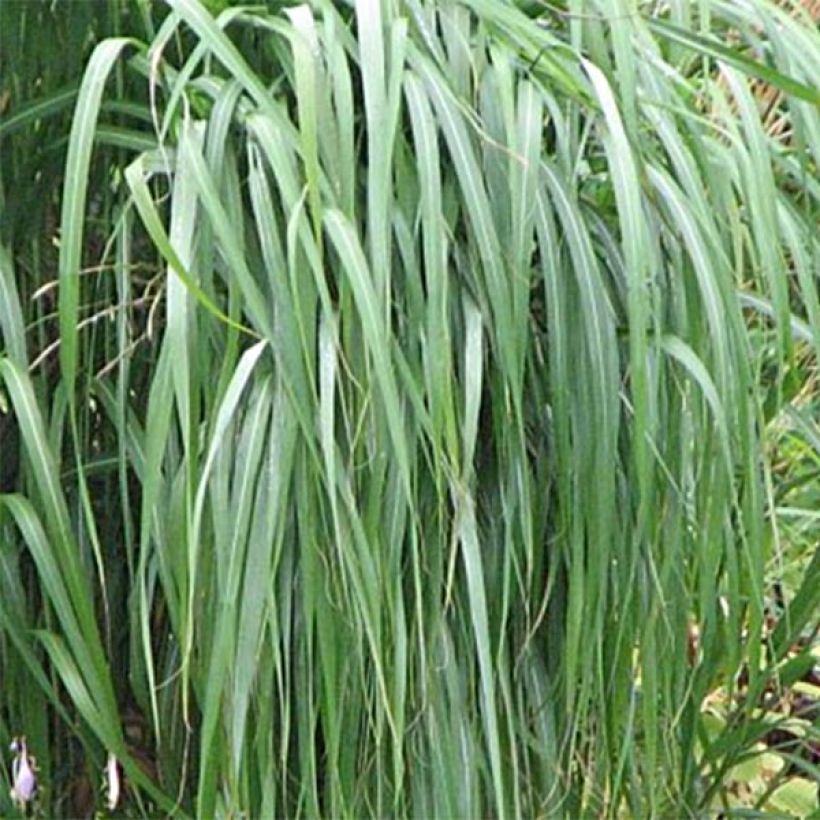 Miscanthus sacchariflorus (Follaje)