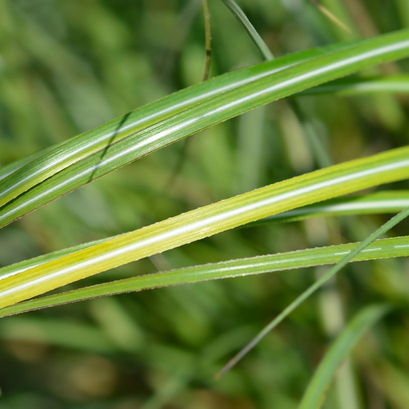 Miscanthus sinensis Adagio (Follaje)